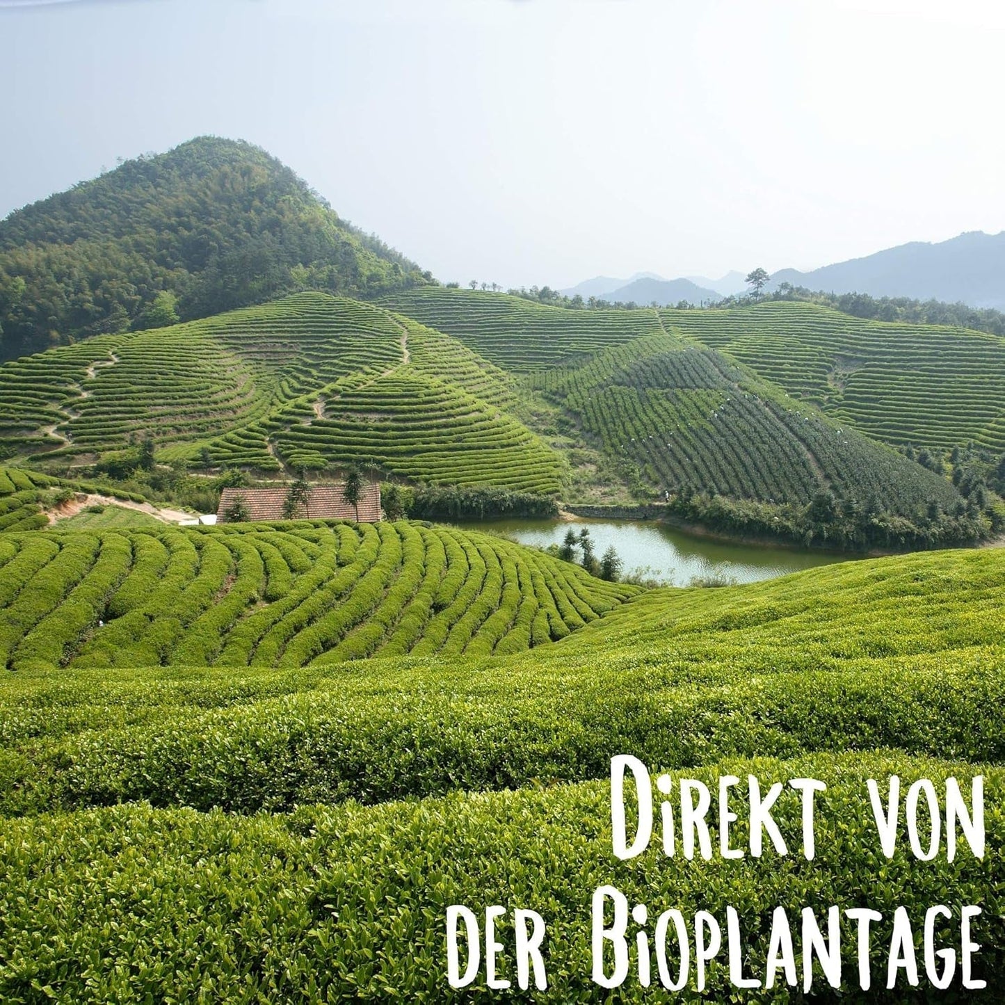 KLUIZ Gyokuro Tokiwa Bio – Erste handverlesene Ernte – Japanischer Grüntee I 100 Gramm I Bio-Grüntee
