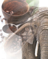 Jumbo Kaffee | Elefantenkaffee Maragogype (1000 g, Ganze Bohnen) – Die größten Bohnen der Welt, ohne Säure, extra mild