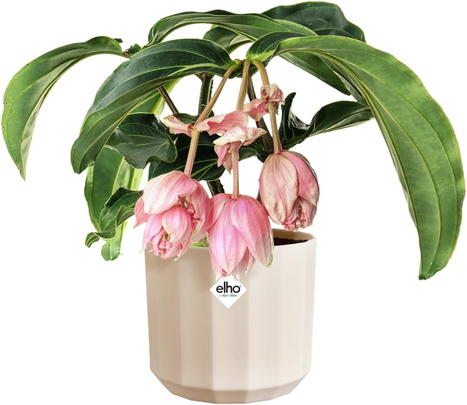 Runder Topf elho Facet 23 cm – für den Innenbereich – 100 % recycelter Kunststoff – Ø 22,7 x H 20,4 cm – Rosa/Mandelrosa
