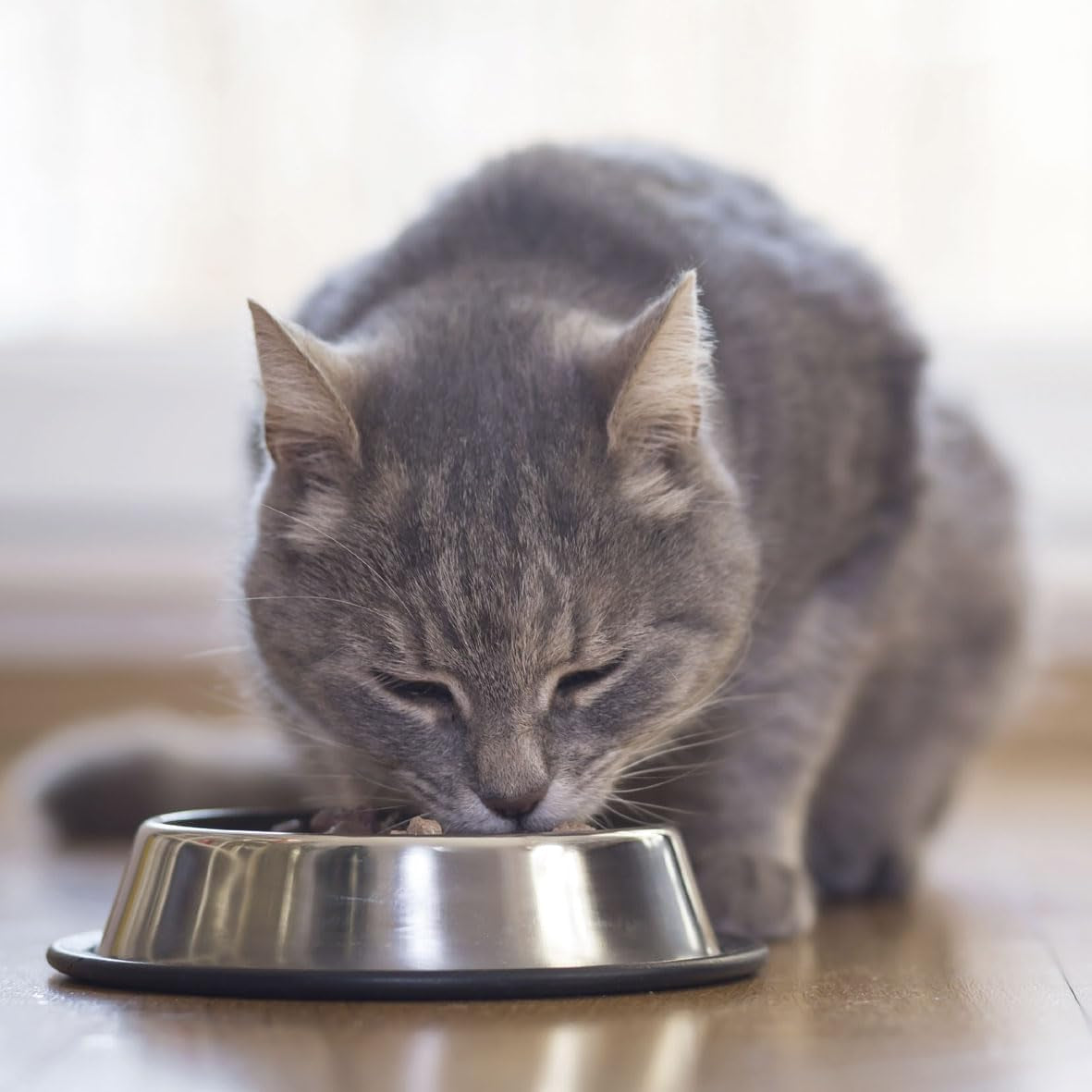 BEAPHAR - Nierendiät mit Huhn - Alleinfuttermittel für Katzen mit chronischer Niereninsuffizienz - Zur Unterstützung der Nierenfunktion - 100 g