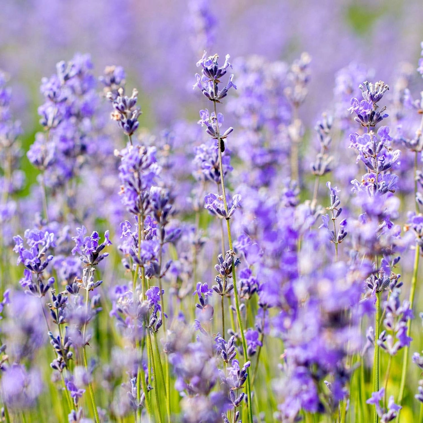 WELEDA Bio-Lavendel-Körperöl, 100 ml Kosmetik und Schönheit Naty Shop