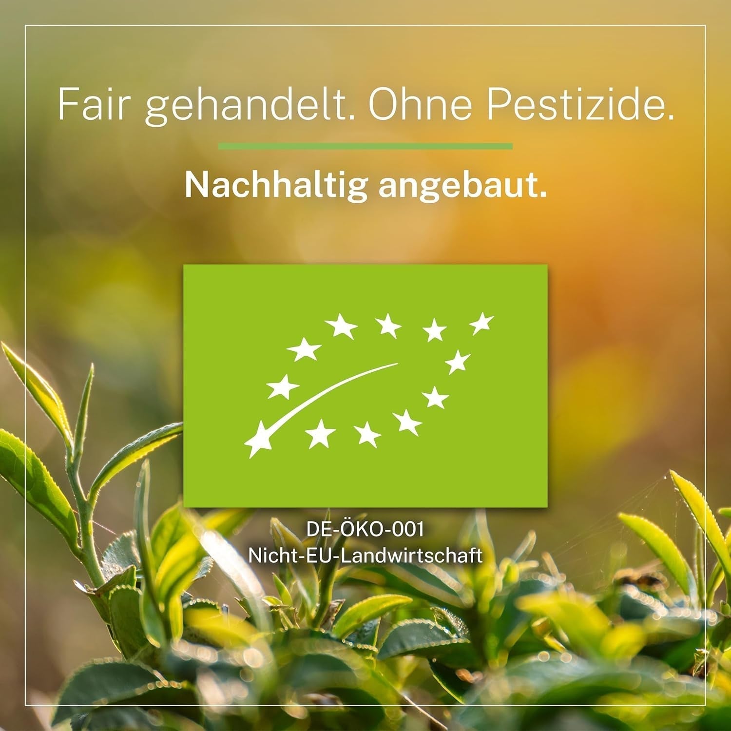 Pinhead Gunpowder Bio-Grüntee Bulk 1kg – Hochwertiger Bio-Grüntee aus China – Leicht rauchiger Geschmack – Für Feinschmecker und Teekenner – Mycupoftea