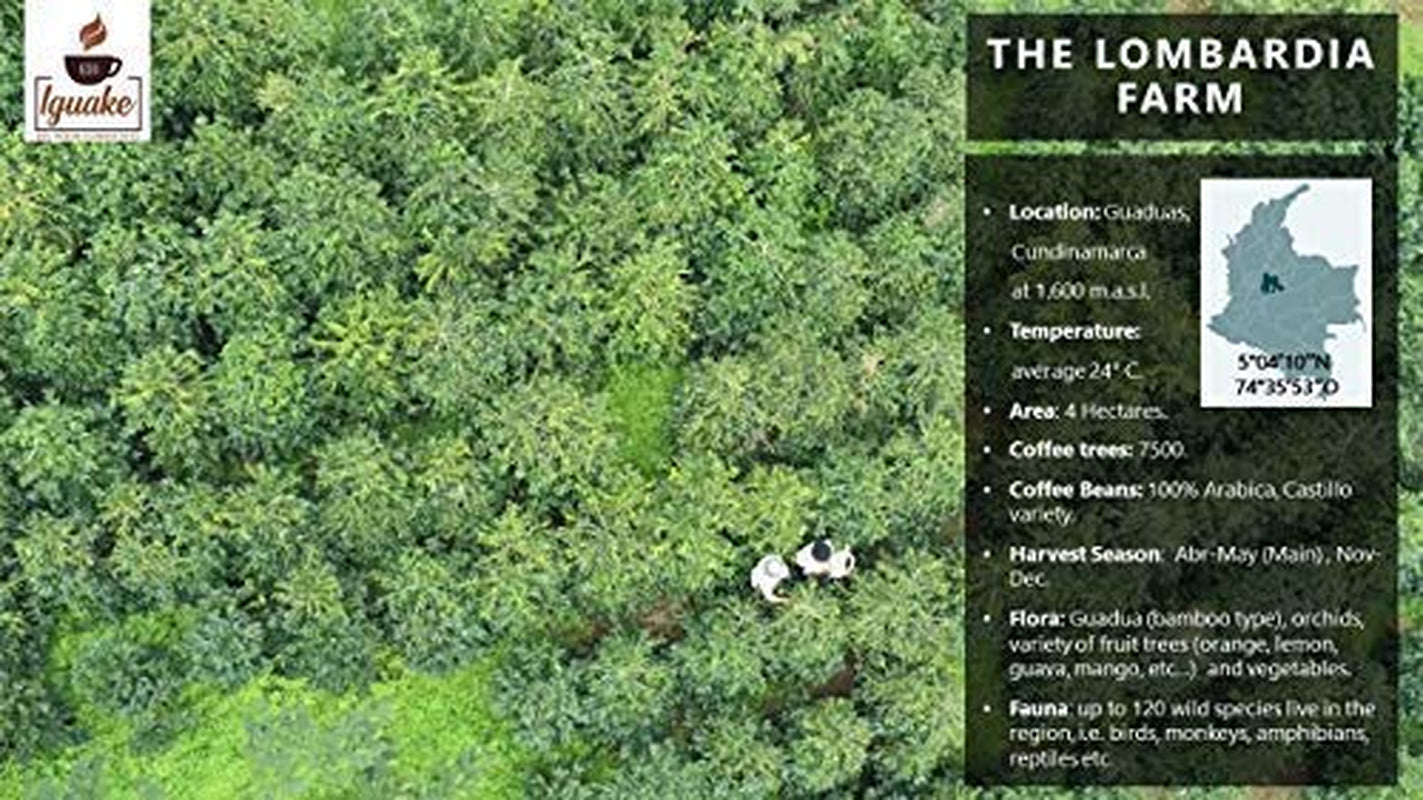Iguaque-Kaffee 1000gr | Premium Kaffee ganze Bohnen 100% Arabica aus Kolumbien | Familienbetrieb - Single Origin Kaffeebohnen - Nachhaltige eigene Plantage im Hochland - Kräftiges Aroma
