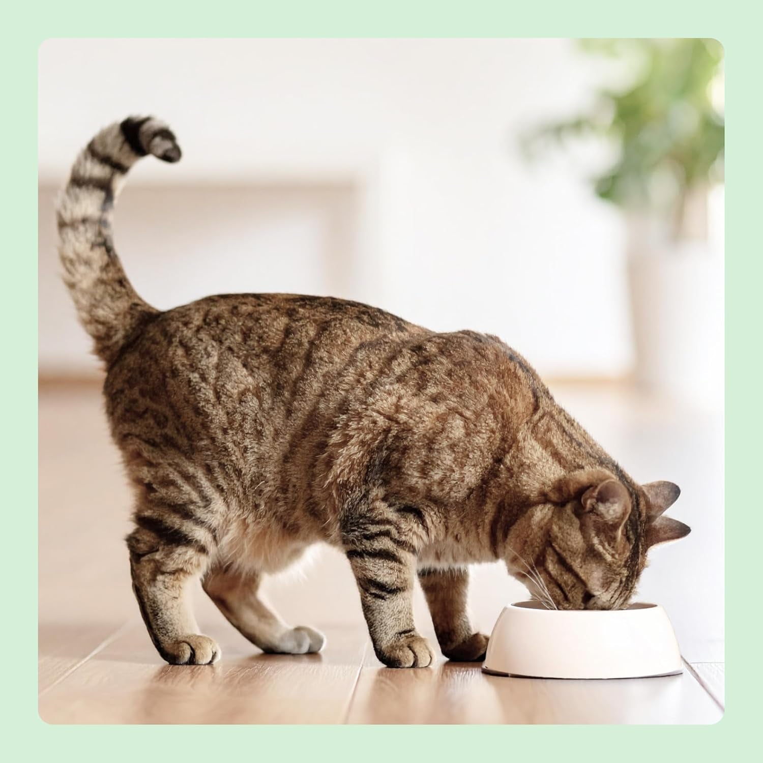 von Amazon Katzenfutter, nass, Dose, Stücke mit Geflügel in Sauce, 12 x 415 g