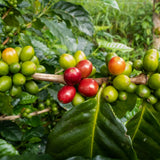 Roasters Pick Espresso Blend – 100% Arabica, ganze Bohne – vielschichtige Röstung – frisch in Berlin geröstet – 500g