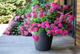 PLASTIK? Kunststoff-Blumentopf, 76 l, lebendige Farben, Zen, B 60 cm x H 47 cm