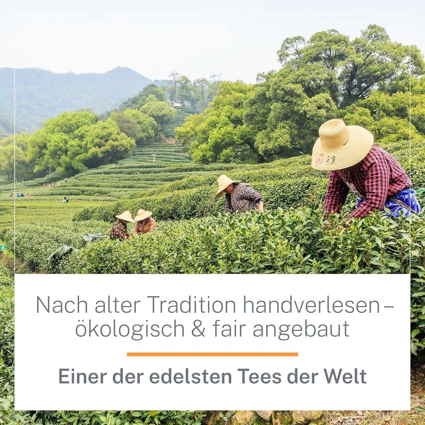 Ti Guan Yin Bio-Oolong-Tee 100 g – hochwertiger Bio-Oolong-Tee aus China – Wu Long (Zeremonialqualität) – für Teeliebhaber und Kenner – Mycupoftea