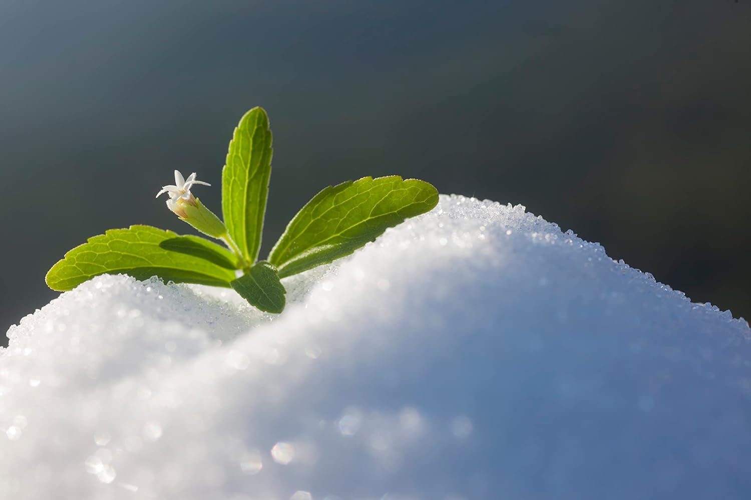 Stevia 1:1 (Erythrit - Stevia) - Natürlicher Zuckerersatzstoff, 1000 G Süßstoffe Naty Shop