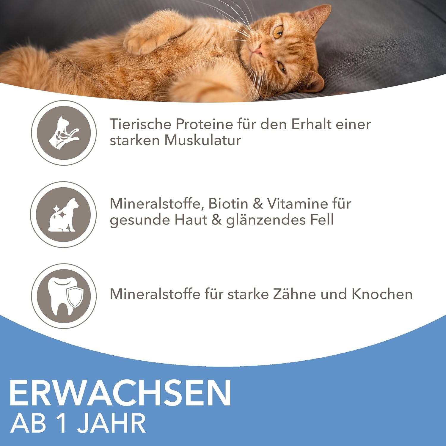 IAMS Delights Sea Collection Katzenfutter Nass - Multipack mit Fischsorten (Lachs, Thunfisch, Makrele, Seefisch) in Sauce, Nassfutter für Katzen ab 1 Jahr, 12 x 85g