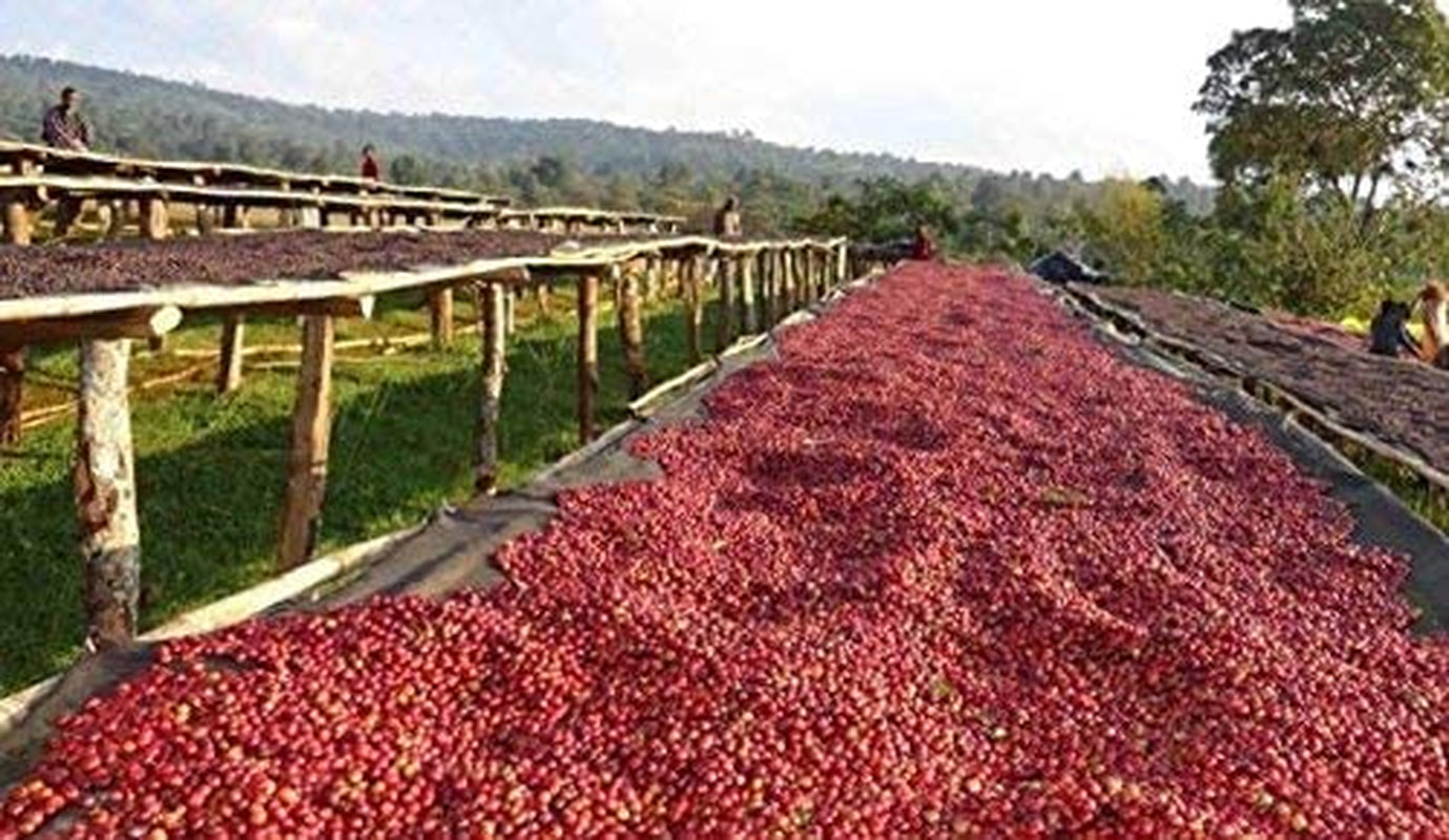 Entkoffeinierte Kaffeebohnen 1 kg natürlich 100 % – Espresso Intensiver Geschmack aus Kolumbien und Brasilien.
