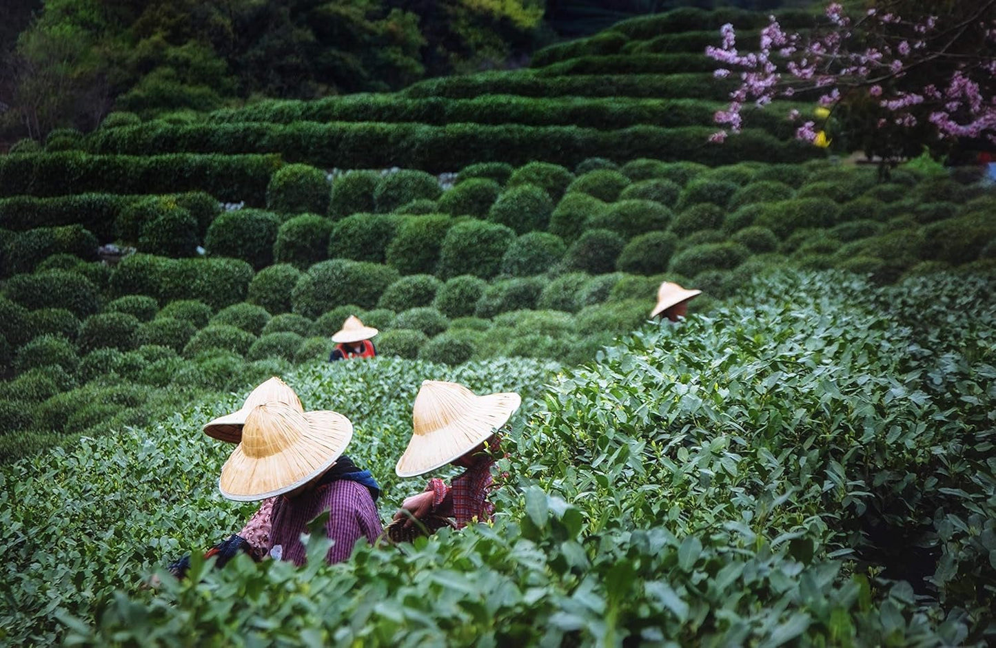 Tie Guan Yin Oolong Tee aus Anxi, China | Ernte 2025 | Hochwertiger chinesischer Oolong-Tee | Hochwertiger chinesischer Tee aus traditionellen Plantagen, 100 g