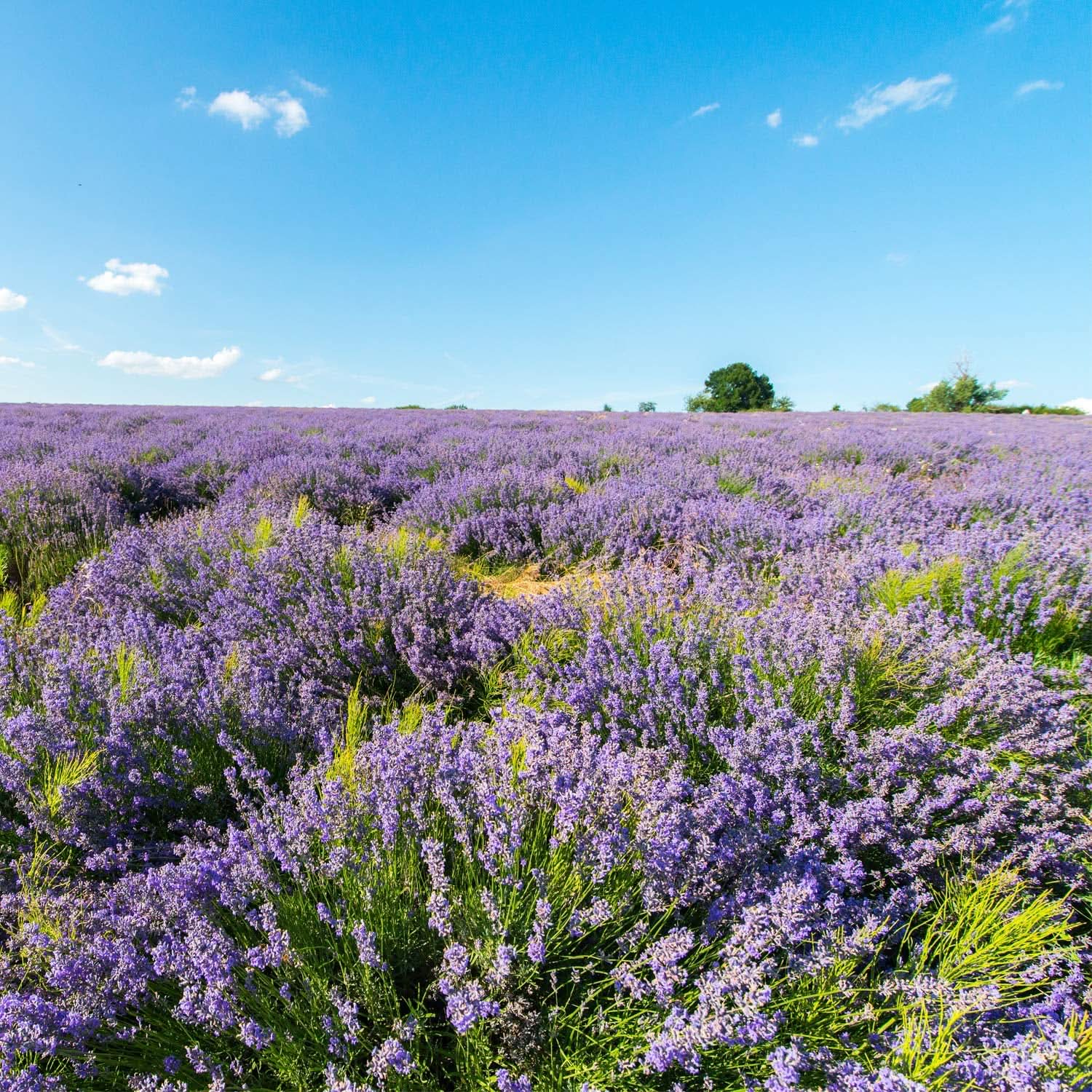 WELEDA Bio-Lavendel-Körperöl, 100 ml Kosmetik und Schönheit Naty Shop