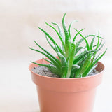 Kleiner Kunststofftopf – Durchmesser 12 cm, leicht und langlebig, ideal für Setzlinge, Stecklinge und Zimmerpflanzen – zufällige Farbe, Aléatoire