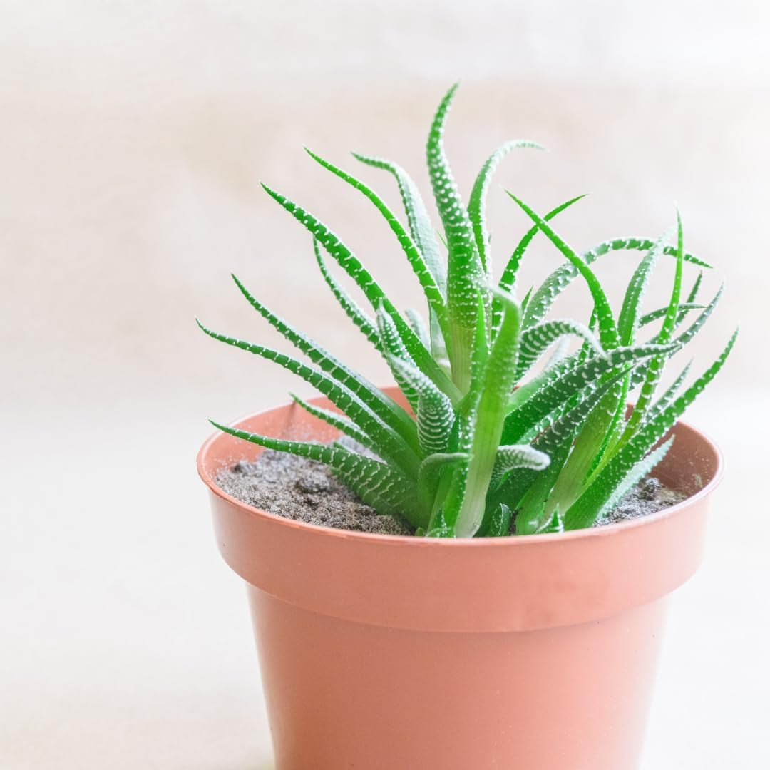 Kleiner Kunststofftopf – Durchmesser 12 cm, leicht und langlebig, ideal für Setzlinge, Stecklinge und Zimmerpflanzen – zufällige Farbe, Aléatoire