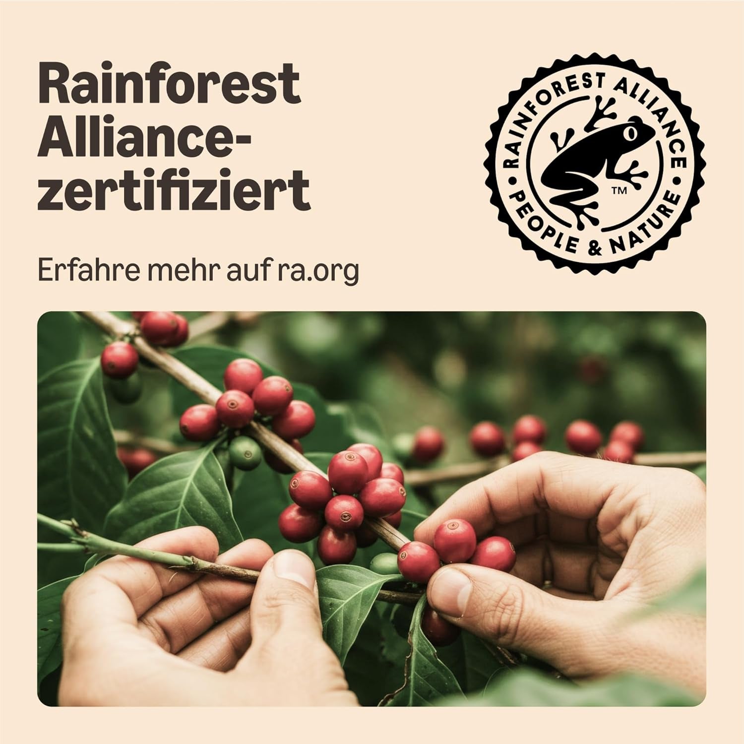 von Amazon Starke Pads, geeignet für Senseo-Maschinen, 36 Stück (1 Packung mit 36 ​​Stück) – Rainforest Alliance-zertifiziert