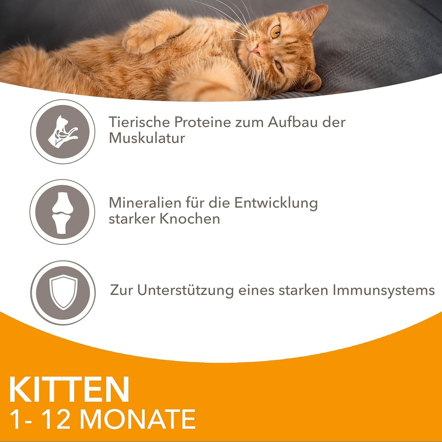 IAMS Delights Kitten Nassfutter - Multipack Katzenfutter mit Hunn in Sauce, hochwertiges Futter für Junior Kätzchen von 1-12 Monaten, 12 x 85 g