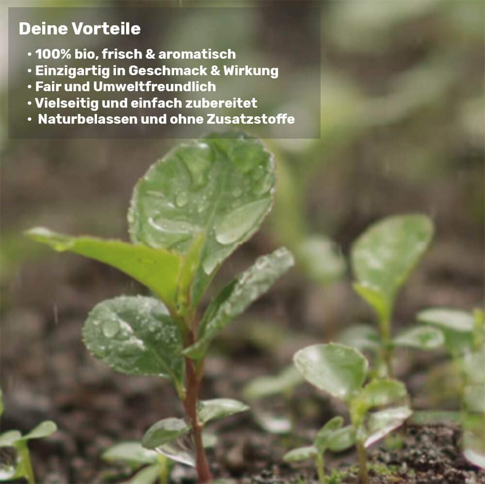 Mate-Tee-Probierset ● 4 Sorten Bio-Mate-Tee ● je 100 g Erva Mate + Yerba Mate + Grüner Mate-Tee + Gerösteter Mate-Tee