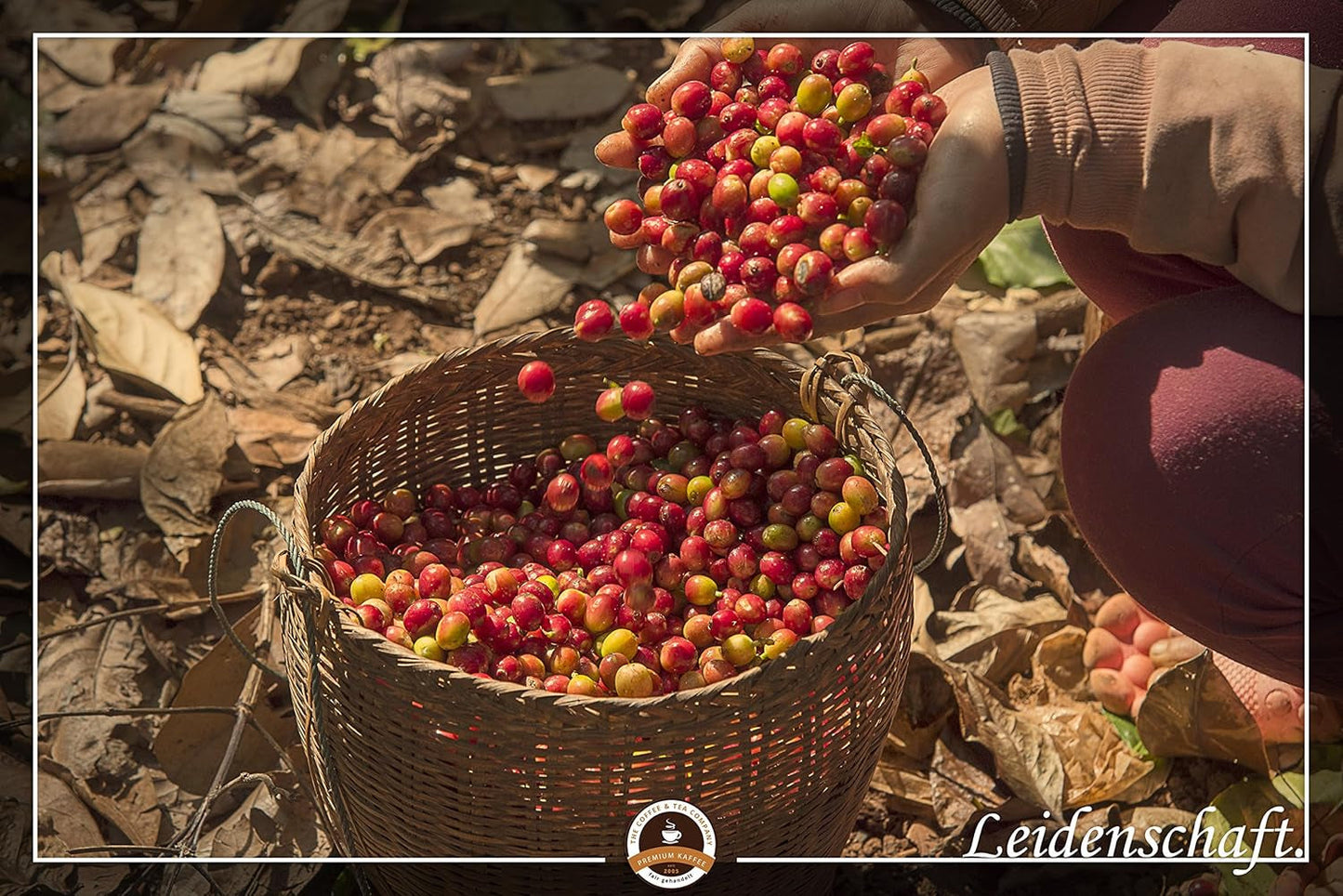 Jumbo Kaffee | Elefantenkaffee Maragogype (1000 g, Ganze Bohnen) – Die größten Bohnen der Welt, ohne Säure, extra mild