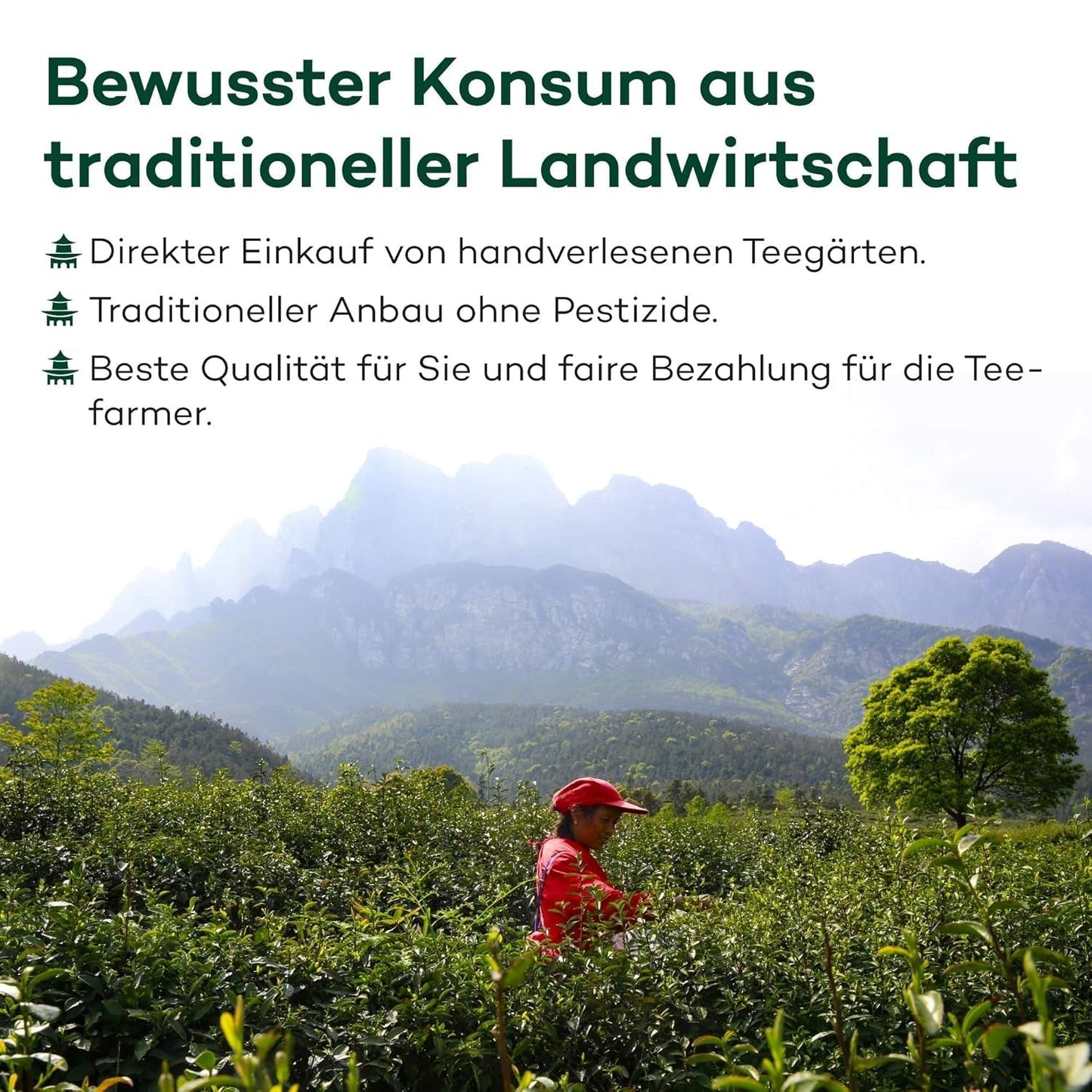 Oolong-Milchtee aus Alishan, Taiwan | Jin Xuan Milchiger Oolong, hochwertig, 100 % natürlich, geschmacksneutral (100 g)