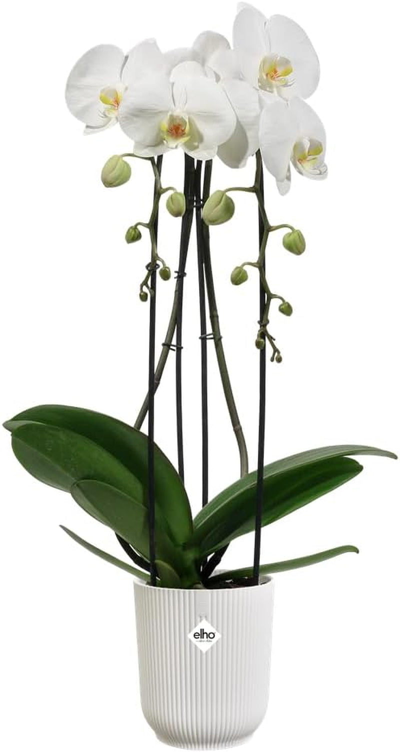 elho Vibes Fold Orchid High 12,5 cm – Orchideentöpfe für den Innenbereich – Blumentöpfe für den Innenbereich – 100 % recycelter Kunststoff – Weiß/Seidenweiß