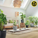 LECHUZA Blumentopf Classico Color ECO 35 Hellgrau mit Bewässerungssystem und Wasserstandsanzeige | Hergestellt aus 100 % recyceltem Kunststoff | Mattes Finish | Ø 34,5 x 32,5 cm | 18930