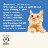 Applaws 100 % natürliches Nassfutter für ausgewachsene Katzen, verschiedene Fischsorten in Soße, Mehrfachpackung, 12 Boxen x 70 g