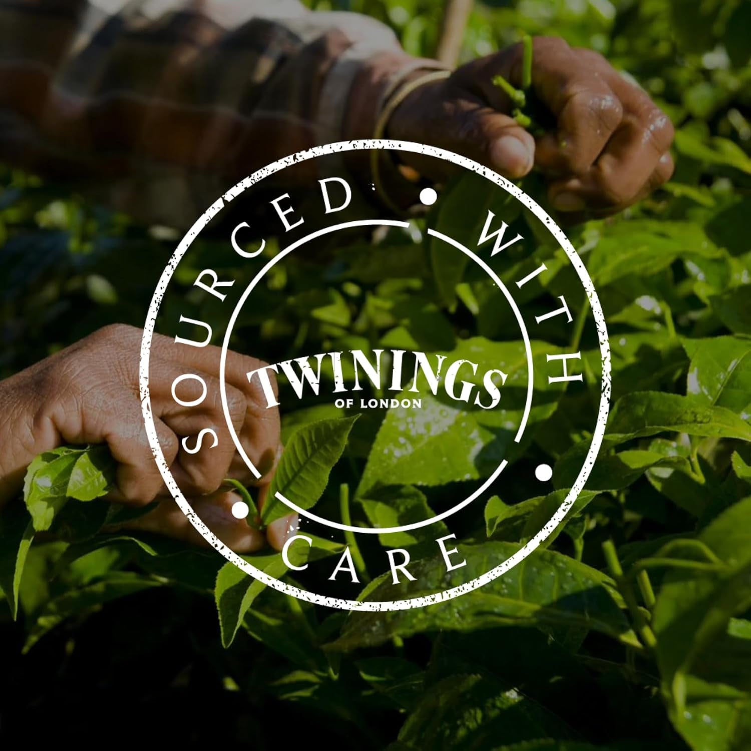 Twinings GLOW Aloe Vera & Brennnessel-Grüntee mit Biotin – Kräuterteemischung für natürliche Haut- und Haarpflege, 12er-Pack (je 10 Beutel)