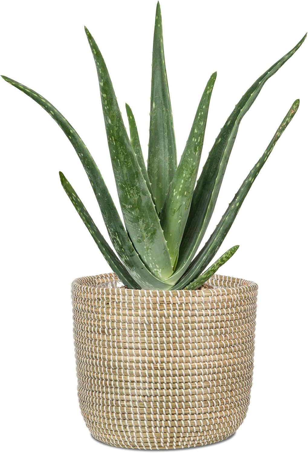 Scheurich Seagrass 17, Korbtopf/Seegras-Korbtopf, Farbe: Weiß, Durchmesser 17 cm, Höhe 16 cm, Volumen 3,5 l.