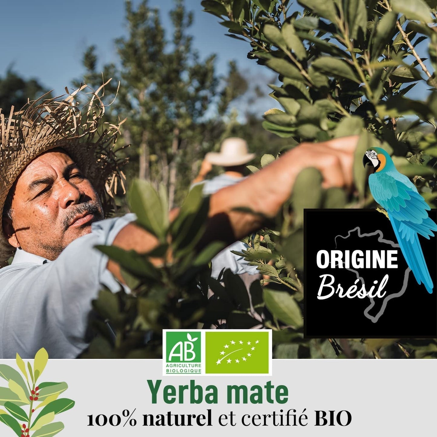 ORIGEENS BIO YERBA MATE TEE 200G – Das Original I Bio Yerba Mate ungeröstet, Blätter, ohne Stiele, Staub und Krümel I Energetisierendes und entgiftendes Getränk