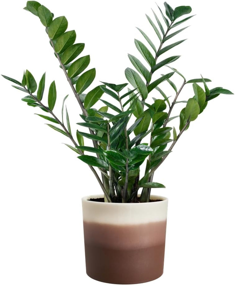 elho Runder Topf mit Farbverlauf 16 cm – Blumentöpfe für den Innenbereich – 100 % recycelter Kunststoff – Ø 15,9 x H 14,7 – Braun/Zedernbraun