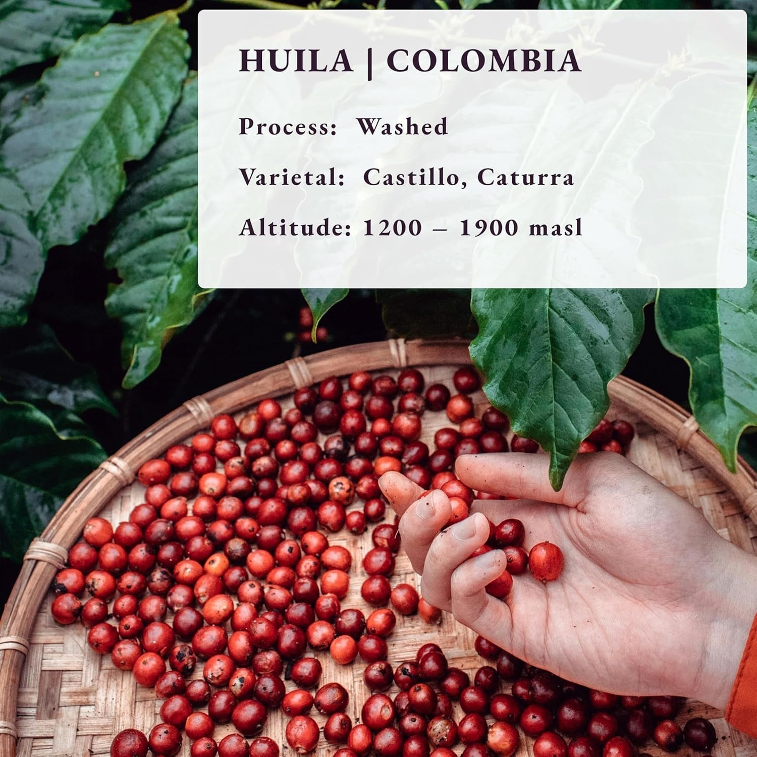 Nach der Bestellung geröstet ~ Frischeste Kaffeespezialitäten | 80 CUP Rösterei | Colombia Huila, Single Origin(1kg) Spezialitäten Kaffeebohnen, Frisch Geröstet