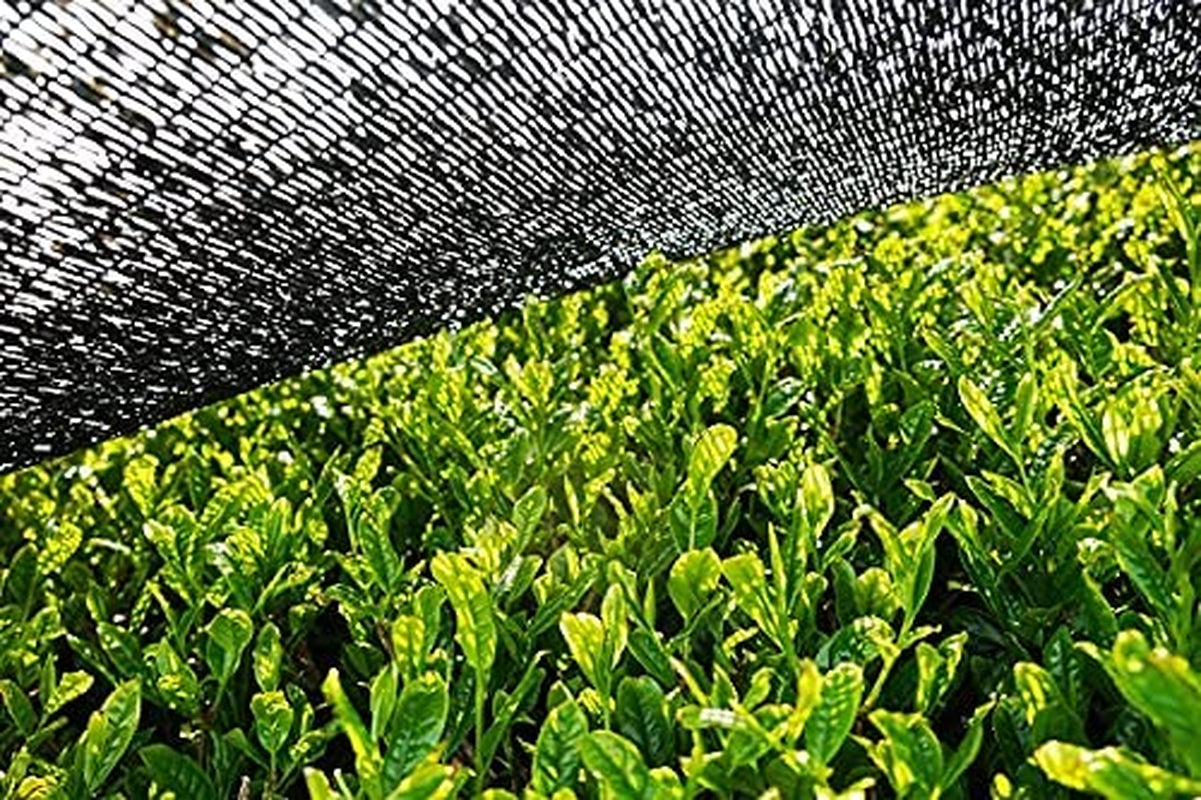 BIO Matcha-Pulver 100 g I Ohne Zusatzstoffe – 100 % natürlich I Hochwertiger japanischer Matcha-Tee I Grüntee-Pulver von