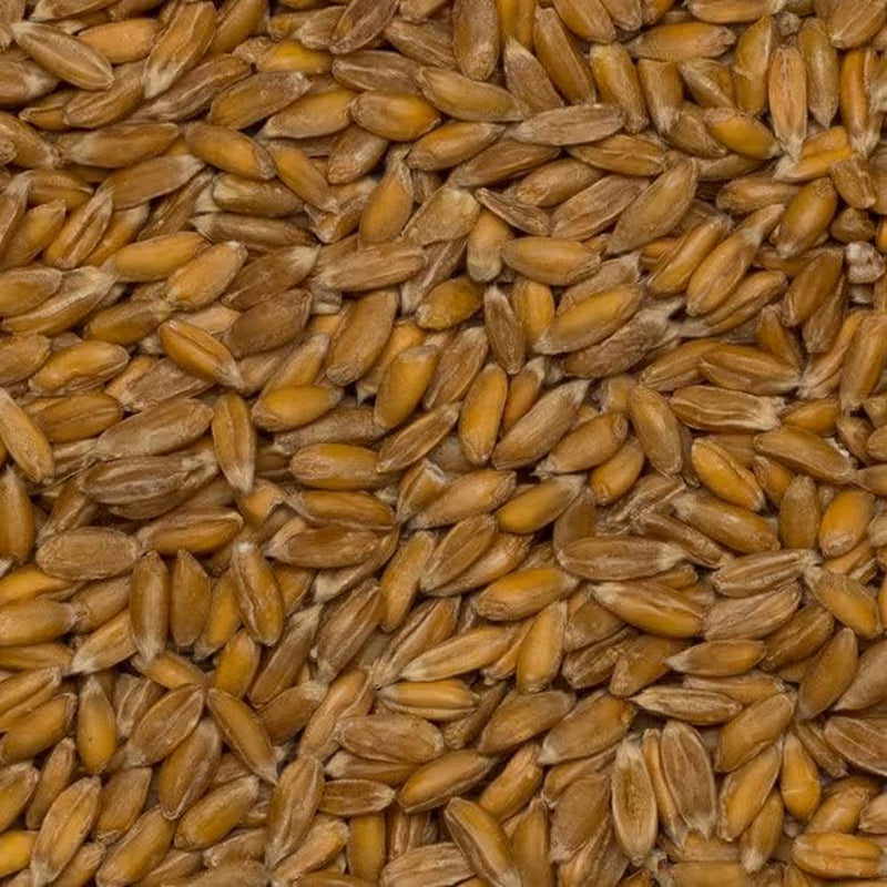 Wholefood Earth Bio-Dinkelkörner – 3 kg | GVO-frei | Vegan | Reich an Ballaststoffen | Bio-zertifiziert