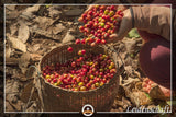 Spezialkaffee aus Südamerika – Galapagos, dem einzigartigen Ökosystem der Inseln (1000 Gramm, ganze Bohnen) – Single Origin Kaffee – Premiumkaffee – geringer Säuregehalt – leicht geröstet und frisch