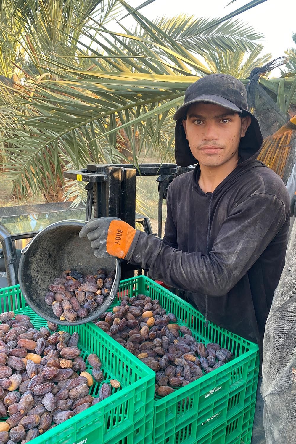 NABALI FAIRKOST FÜR ALLE Medjoul - Medjool Dates Choice I – 100 % natürlich aromatisch frisch orientalisch weich I süß wie Honig und karamellisiert I Herkunft: Palästina I (1x1KG) Dehydrierte Produkte Naty Shop