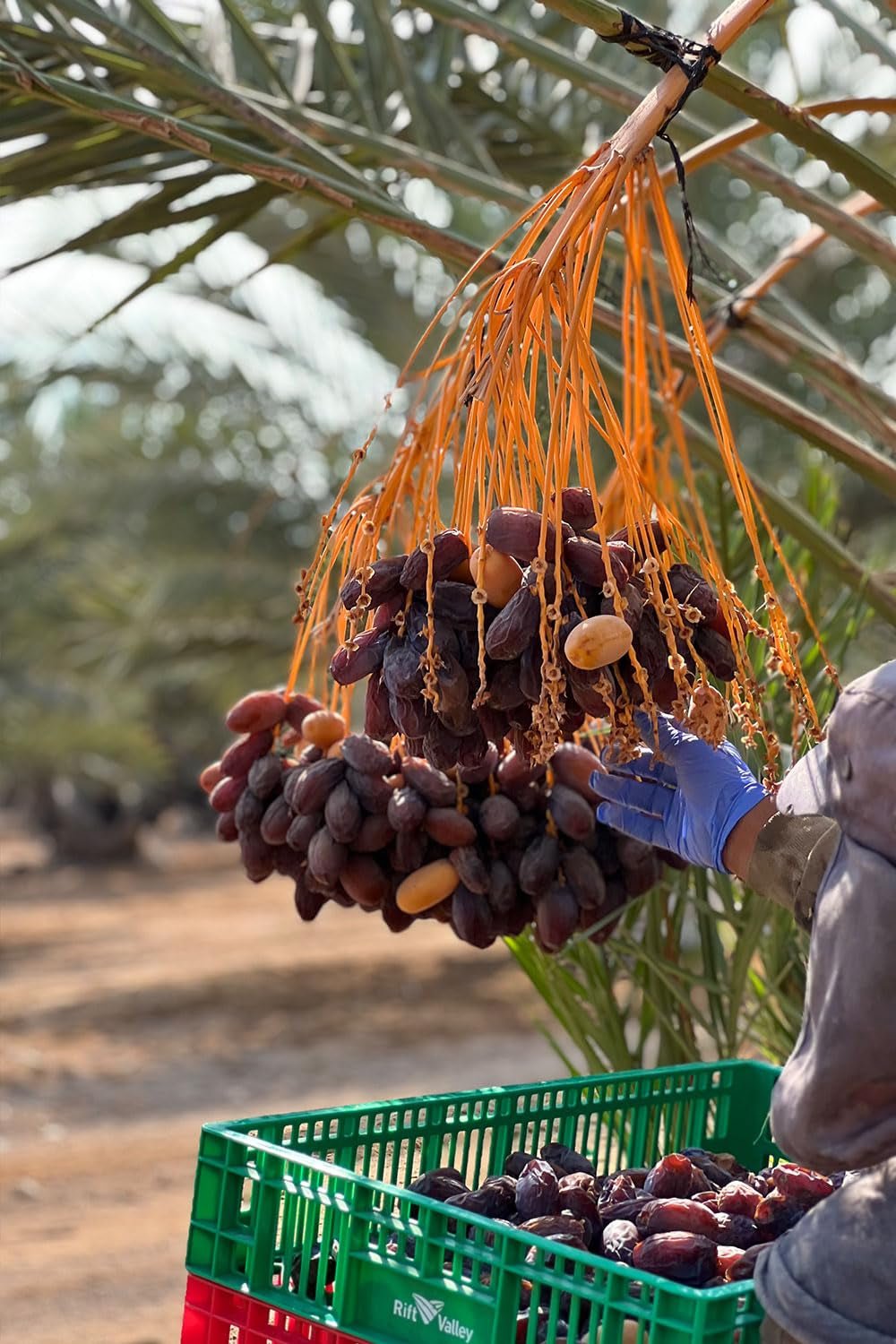 NABALI FAIRKOST FÜR ALLE Medjoul - Medjool Dates Choice I – 100 % natürlich aromatisch frisch orientalisch weich I süß wie Honig und karamellisiert I Herkunft: Palästina I (1x1KG) Dehydrierte Produkte Naty Shop