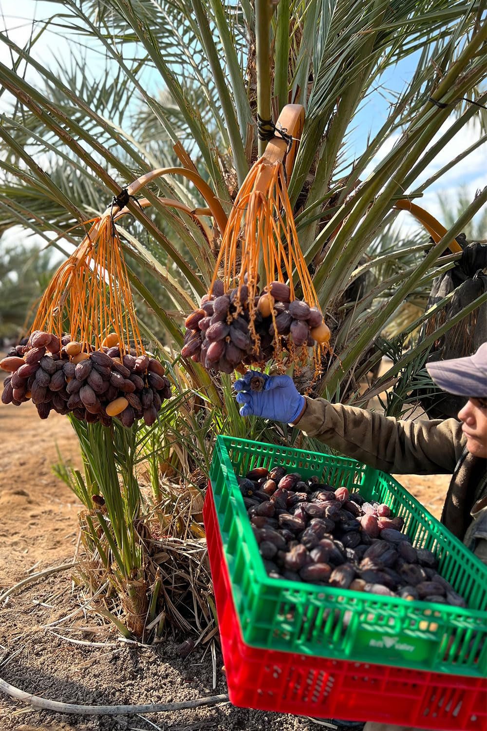 NABALI FAIRKOST FÜR ALLE Medjoul - Medjool Dates Choice I – 100 % natürlich aromatisch frisch orientalisch weich I süß wie Honig und karamellisiert I Herkunft: Palästina I (1x1KG) Dehydrierte Produkte Naty Shop