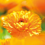 WELEDA Bio Baby Calendula Pflegecreme Körper & Gesicht 30ml – Gesichtscreme / Hautcreme für Naturkosmetik mit Sesamöl und Lanolin zur Pflege trockener Haut. Feuchtigkeitsspendende Pflegecreme für Babys und Kinder Kinder - Bade- und Hautpflege Naty Shop