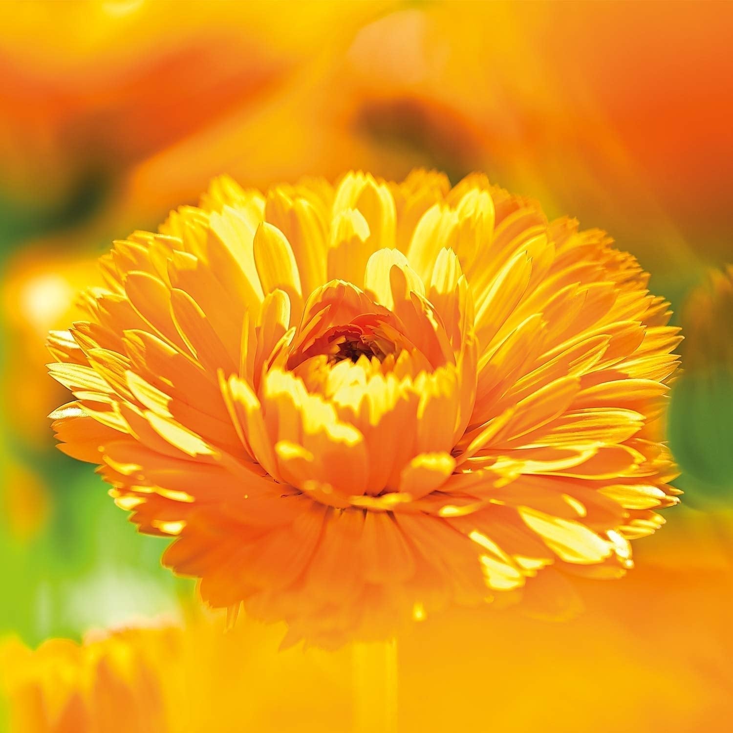 WELEDA Organic Baby Calendula Magic Balm – Universeller Balsam aus Naturkosmetik für Gesicht und Körper zur Pflege und Beruhigung trockener Haut und Lippen. Universeller, reichhaltiger Balsam für Babys und Kinder (1x 25g) Kinder - Bade- und Hautpflege Naty Shop